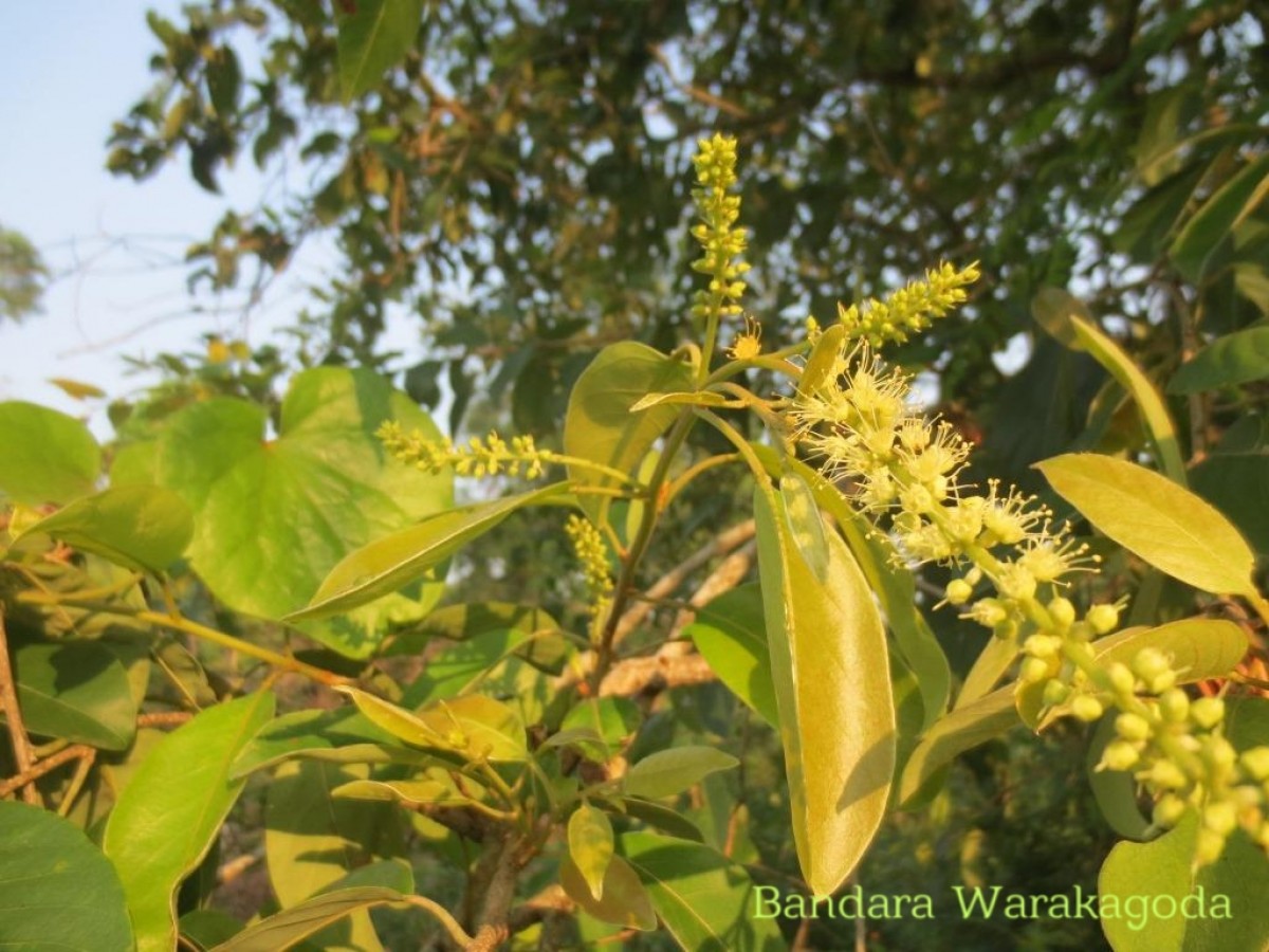 Terminalia chebula Retz.